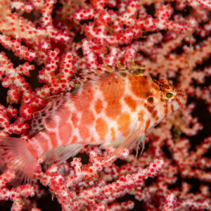 Pixy hawkfish resting on red sea fan, Komodo, Indonesia