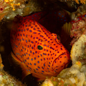 Vieille de corail observant depuis un trou du récif, Komodo, Indonésie