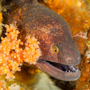 Yellow-edged moray emerging between orange soft corals, Komodo, Indonesia