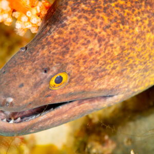 Yellow-edged moray head close-up with open mouth, Komodo, Indonesia