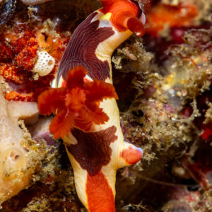 Cream and maroon Nembrotha nudibranch with red gills, Komodo, Indonesia
