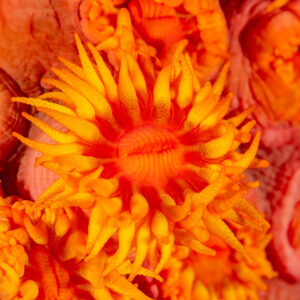 Orange sun coral polyps open among closed cups, Komodo, Indonesia