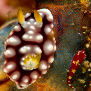 Maroon nudibranch with white tubercles beside small red goby on tunicate, Komodo, Indonesia