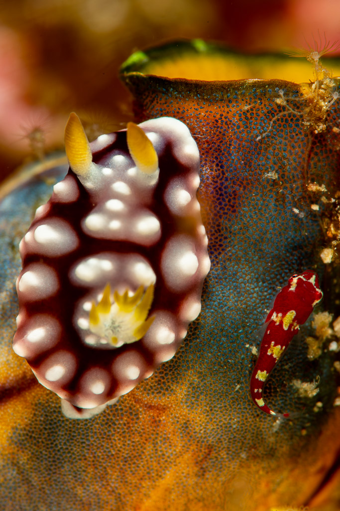 Nudibranche bordeaux à tubercules blancs près d’un petit gobie rouge sur une ascidie, Komodo, Indonésie