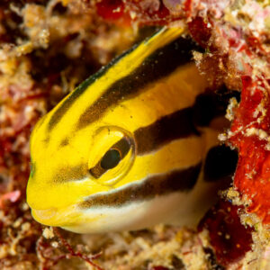 Striped fangblenny peering from reef hole, Komodo, Indonesia