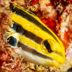 Striped fangblenny head looking up, both eyes visible, Komodo, Indonesia