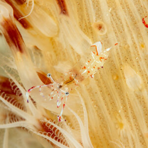 Holthuis anemone shrimp on host with drifting tentacles, Komodo, Indonesia