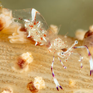 Holthuis anemone shrimp walking on pale host, close-up, Komodo, Indonesia