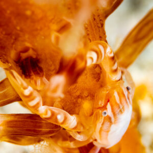 Haig's porcelain crab filter feeding, vertical close-up, Komodo, Indonesia