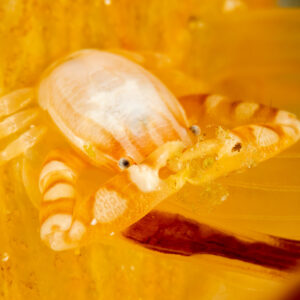 Haig's porcelain crab on golden host, Komodo, Indonesia