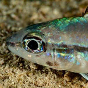 Iridescent cardinalfish head close-up over sand, Komodo, Indonesia