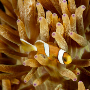 False clown anemonefish swimming among anemone tentacles, Komodo, Indonesia