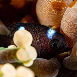 Juvenile three-spot dascyllus among bubble anemone tentacles, Komodo, Indonesia