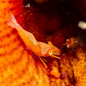Emperor shrimp on orange spotted host, horizontal, Komodo, Indonesia