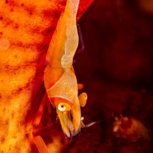 Emperor shrimp on orange host, vertical framing, Komodo, Indonesia