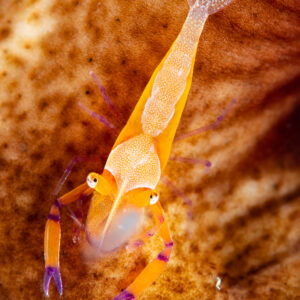 Emperor shrimp on brown speckled sea cucumber, vertical, Komodo, Indonesia