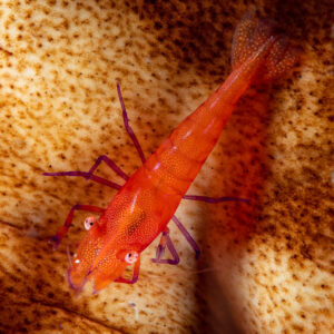 Red commensal shrimp on speckled sea cucumber, top view, Komodo, Indonesia
