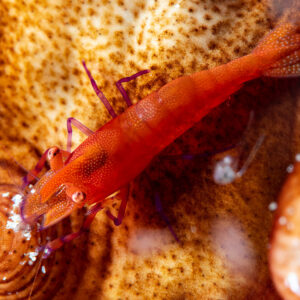 Red commensal shrimp near sea cucumber papilla, Komodo, Indonesia