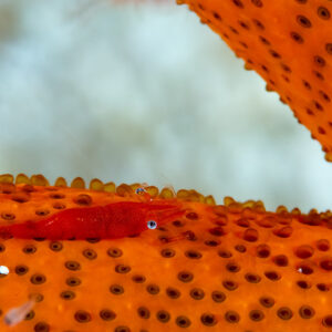 Sea star shrimp on orange sea star arm, wide framing, Komodo, Indonesia