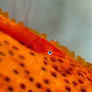 Sea star shrimp on orange sea star, close-up, Komodo, Indonesia