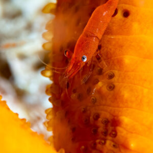 Sea star shrimp on sea star arm edge, vertical, Komodo, Indonesia