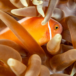 Pink anemonefish among long anemone tentacles, Komodo, Indonesia
