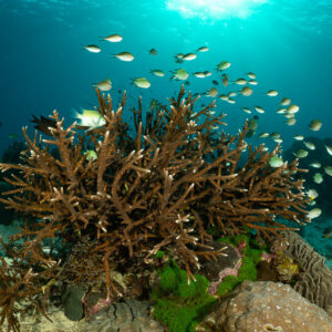 Branching coral with schooling damselfish under sunburst, Komodo, Indonesia
