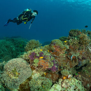 Woman diver above colourful coral garden with purple soft corals, Komodo, Indonesia