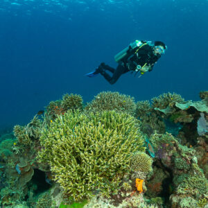 Woman diver above green branching coral in blue water, Komodo, Indonesia