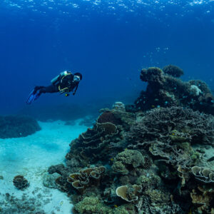 Woman diver approaching coral bommie over white sand, Komodo, Indonesia