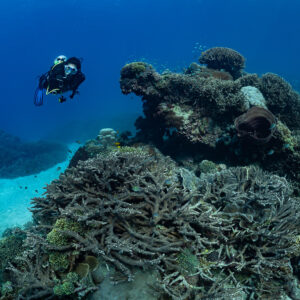 Woman diver beside large coral outcrop and sandy channel, Komodo, Indonesia
