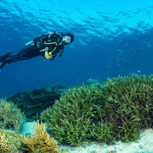Woman diver under bright blue surface above green coral bushes, Komodo, Indonesia