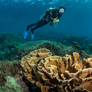 Woman diver above large brown lettuce coral, front view, Komodo, Indonesia