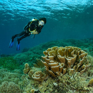 Woman diver above lettuce coral in green-blue water, Komodo, Indonesia