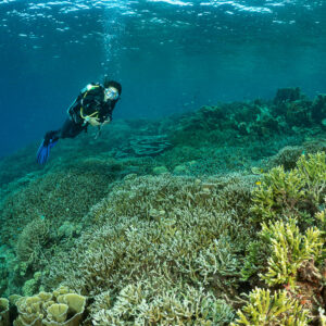 Woman diver above sloping reef with yellow-green branching coral, Komodo, Indonesia