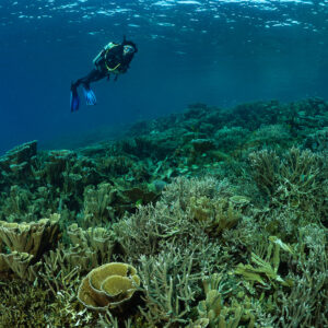 Distant woman diver above wide reef of plate and branching corals, Komodo, Indonesia