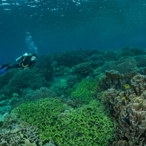Woman diver gliding over green coral and lettuce coral, distant, Komodo, Indonesia