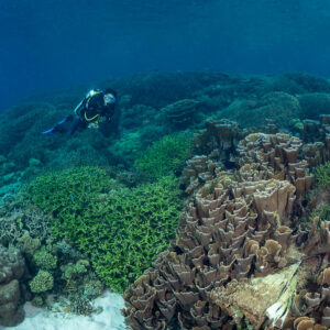Woman diver behind tall brown lettuce coral formation, Komodo, Indonesia
