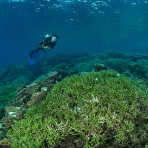 Woman diver above dome of green branching coral near sand, Komodo, Indonesia