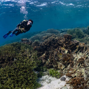 Woman diver with bubbles over coral slope and green branching coral, Komodo, Indonesia