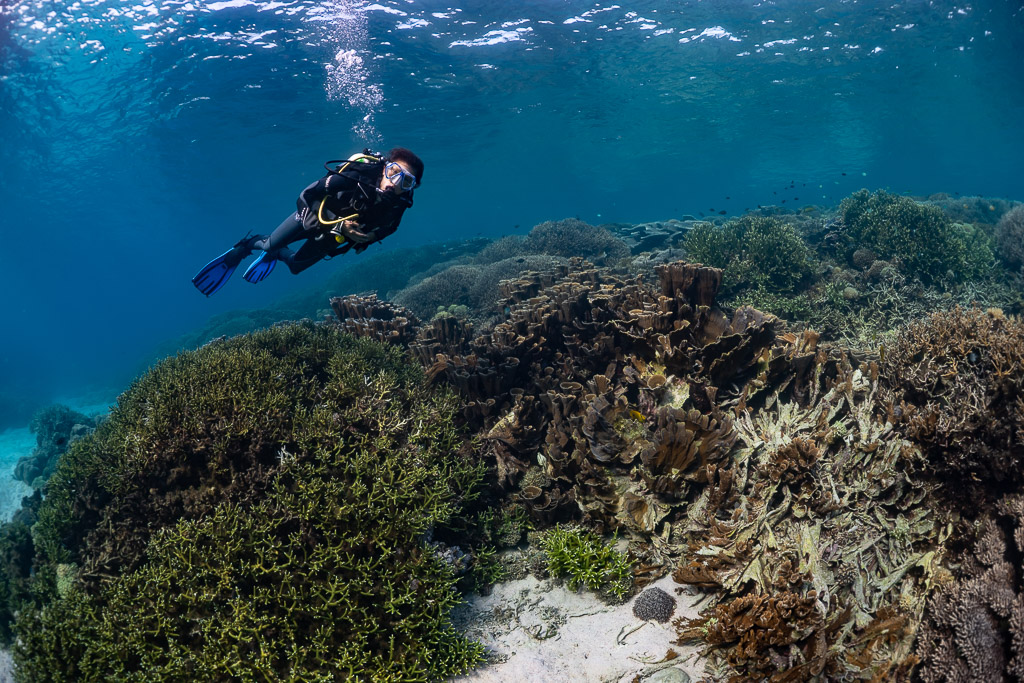 Woman diver with bubbles over coral slope and green branching coral, Komodo, Indonesia