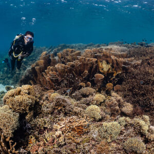 Woman diver facing camera beside lettuce coral and sand channel, Komodo, Indonesia
