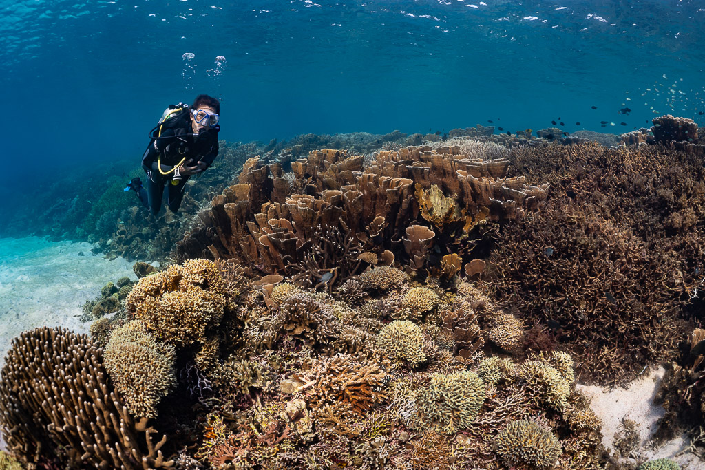 Woman diver facing camera beside lettuce coral and sand channel, Komodo, Indonesia