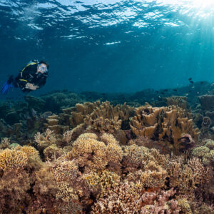 Woman diver under sunrays over brown leaf coral reef, Komodo, Indonesia
