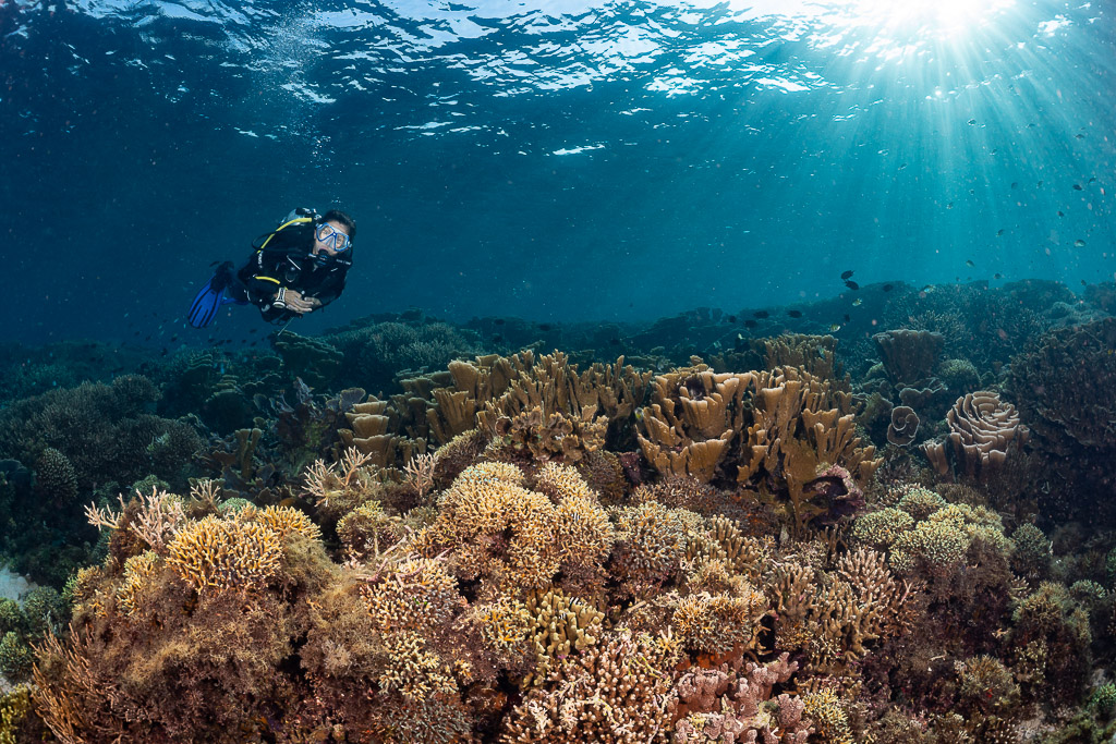 Woman diver under sunrays over brown leaf coral reef, Komodo, Indonesia