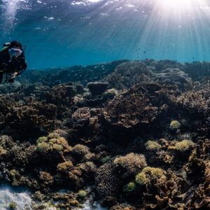 Woman diver beneath sunburst over dense coral field, Komodo, Indonesia