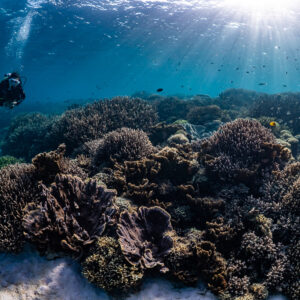 Small distant woman diver above coral boulders and sandy patch, sunrays, Komodo, Indonesia