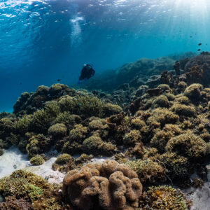 Woman diver beyond coral slope with massive coral heads, Komodo, Indonesia