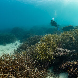 Distant woman diver over staghorn coral thicket in turquoise water, Komodo, Indonesia