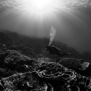 Black-and-white woman diver with bubbles under sunburst over plate corals, Komodo, Indonesia